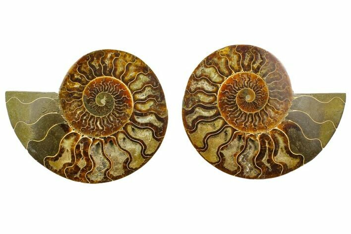 Agatized Ammonite Fossil - Madagascar #135274